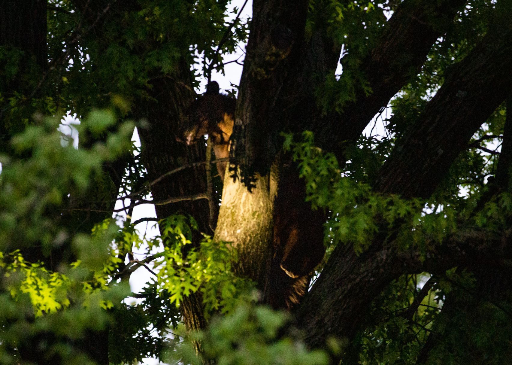 Black bear removed from Richmond Heights neighborhood